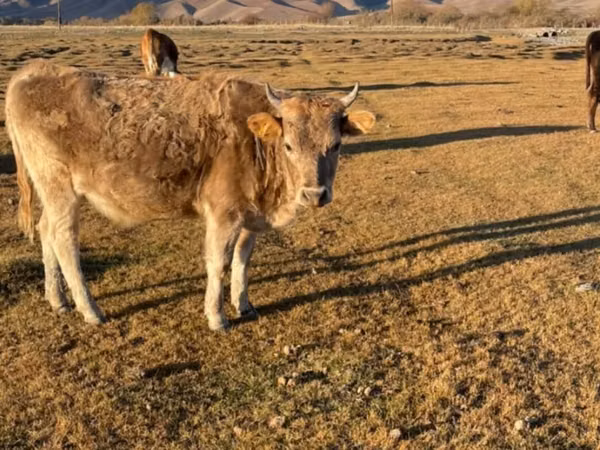 Сиыр, Latvian Blue cattle