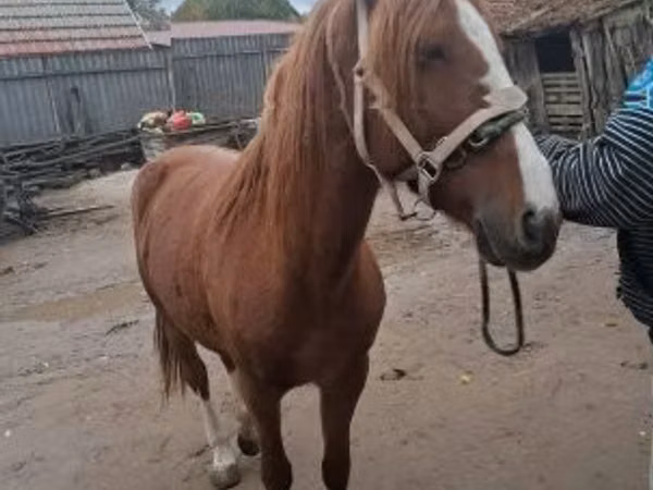 Mare, Horses