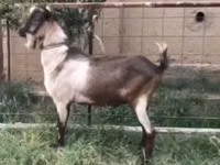 Cabro, Cabras — foto 1