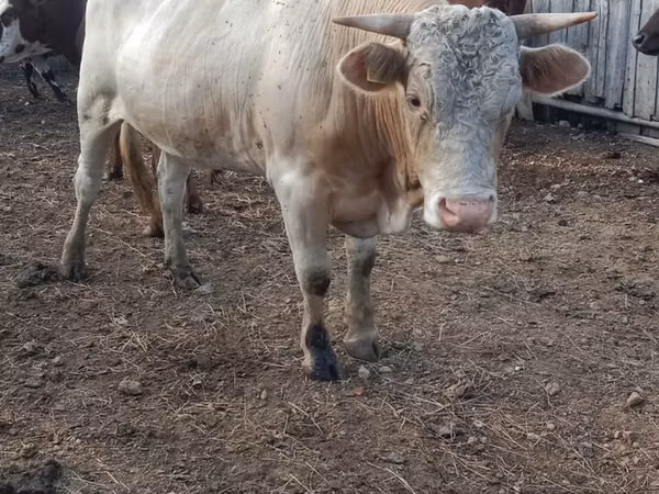 Bulle, Simmental cattle