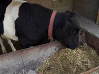 أبقار (دفعة، الجنس غير محدد), Russian Black pied cattle — الصورة 4