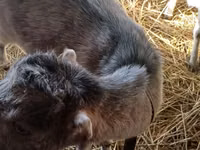 Ziege, LaMancha goats — Foto 4