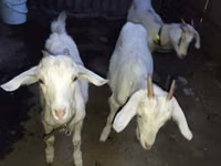 Ziegenbock, Ziegen — Foto 3