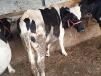 Bulle, Russian Black pied cattle — Foto 3
