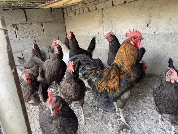 Chickens — أوزبكستان