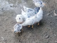 Chickens — الصورة 1