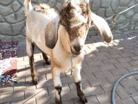 Ziegenbock, Ziegen — Foto 2