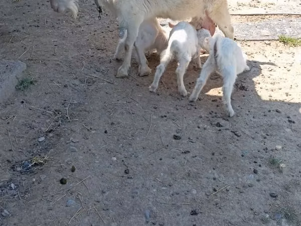 母山羊, Goats — 哈萨克斯坦