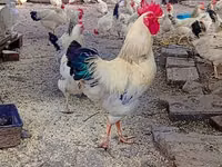 Adler Silver — Foto 3