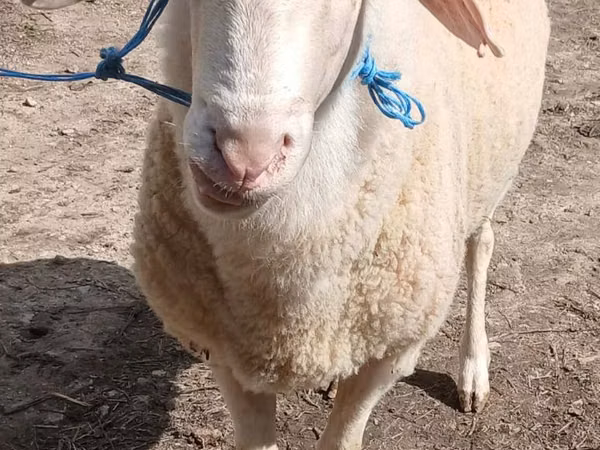 公羊, Assaf sheep