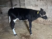 أبقار (دفعة، الجنس غير محدد), Russian Black pied cattle — الصورة 2