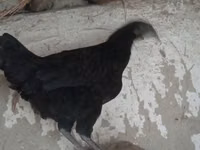 Ayam Cemani — 1-rasm