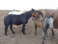 Mare, Hungarian horse breed — photo 2