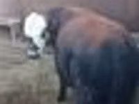 Toro, Vaca kazaja de cabeza blanca — foto 5