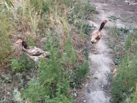 Chickens — Foto 5