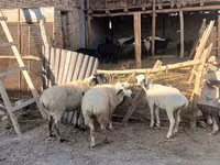 绵羊（批次，未指定性别）, Sheep — 照片 2