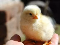 Chickens — Foto 7