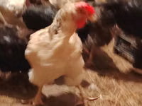 Chickens — 4-rasm