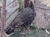 Turkeys — Foto 5