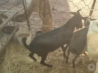 Ziege, Murcia-Granada goats — Foto 5