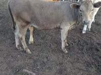Kuh, Simmental cattle — Foto 3