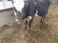 Toro, Simmental cattle — foto 3