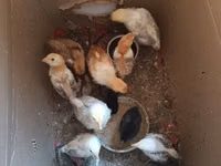 Chickens — Foto 3