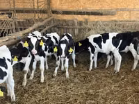 Bulle, Russian Black pied cattle — Foto 7