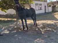 Hengst, Hungarian horse breed — Foto 2