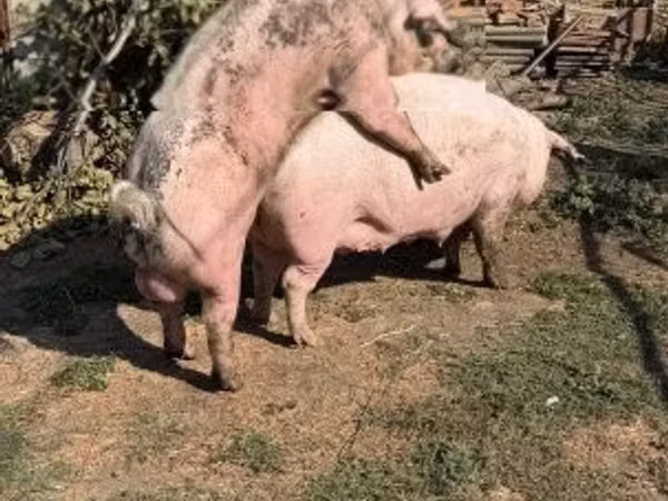 Säue, 