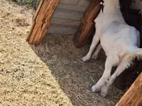 公山羊, Goats — 照片 3