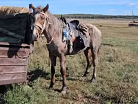 Caballo, Caballos — foto 5