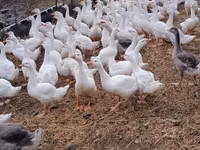 Geese — फ़ोटो 2