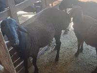 كبش, Hissar sheep — الصورة 3