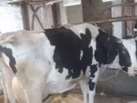 母牛, Holstein breed — 照片 3
