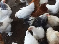 Chickens — الصورة 2