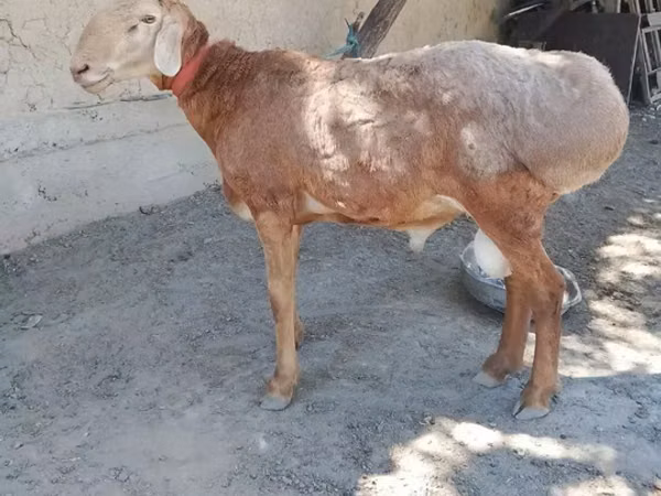 كبش, Arashan sheep — كازاخستان