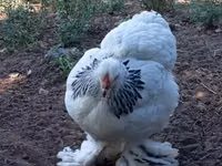 براهما — الصورة 6