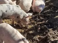 Eber, Schweine — Foto 5