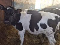सांड, Russian Black pied cattle — फ़ोटो 4