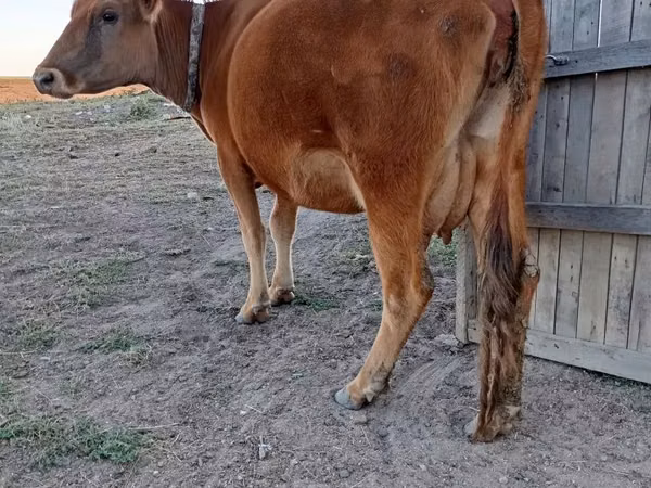 母牛, Latvian Blue cattle — 哈萨克斯坦