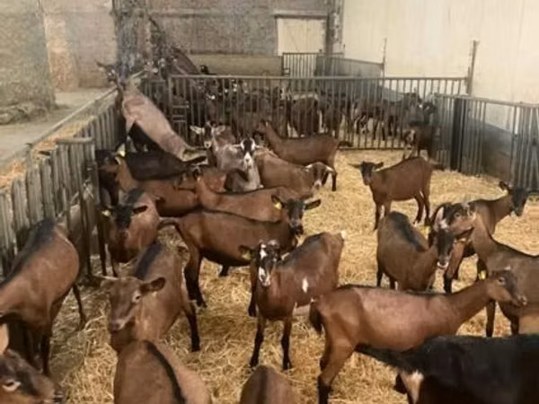 Echki, Alpine goat