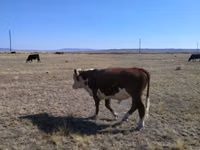 公牛, Swiss cattle — 照片 3