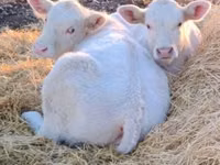 Bulle, Charolais cattle — Foto 3