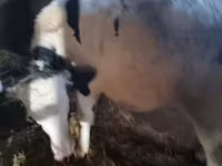 Bulle, Russian Black pied cattle — Foto 4