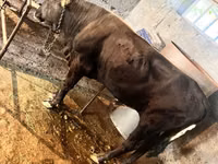 Bull, Swiss cattle — photo 2
