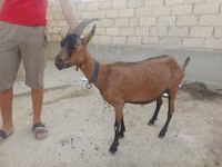 عنزة, الماعز — الصورة 2
