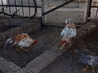 Chickens — 照片 5
