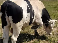 Toro, Russian Black pied cattle — foto 5
