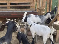 Ziege, Alpine goat — Foto 4